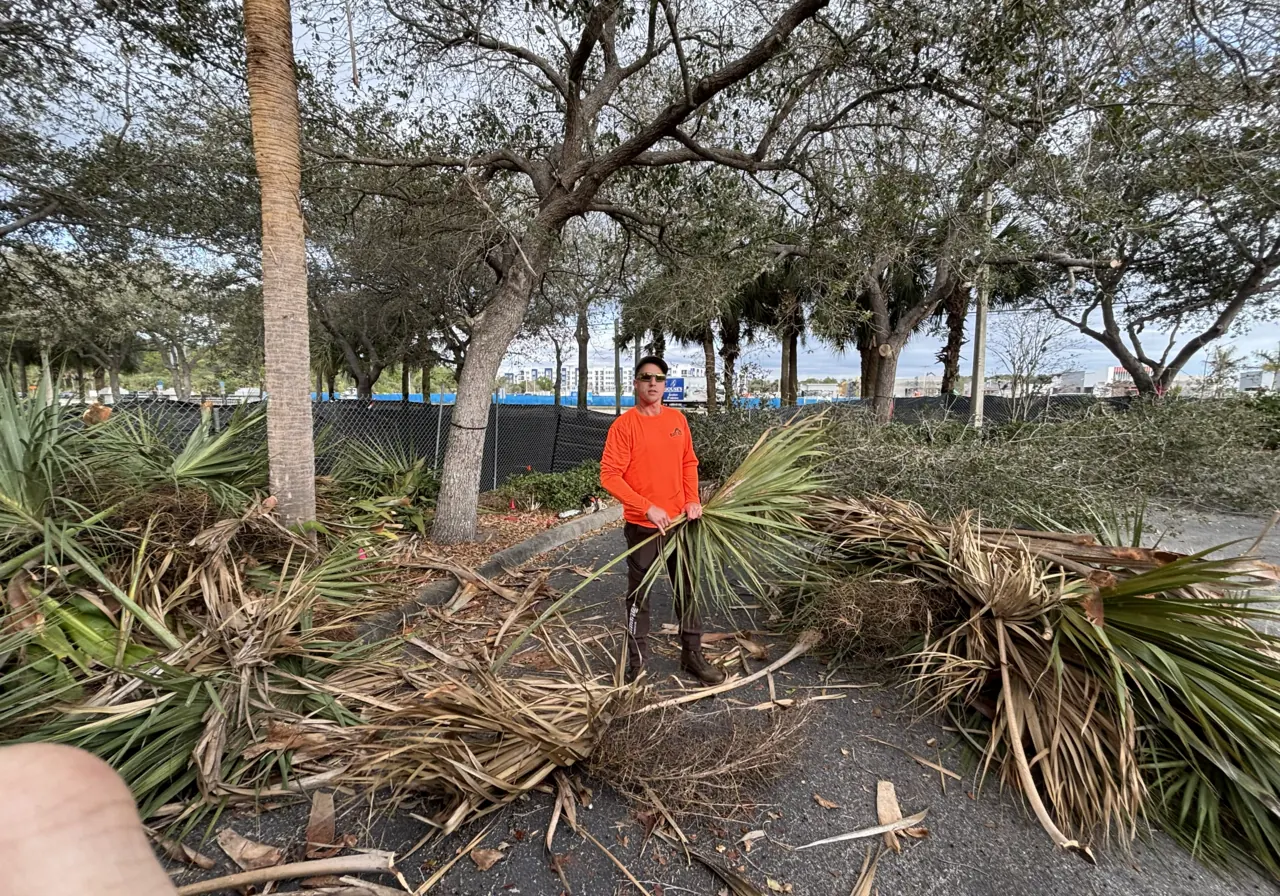 Crew member clearing palm fronds beneath a row of trees