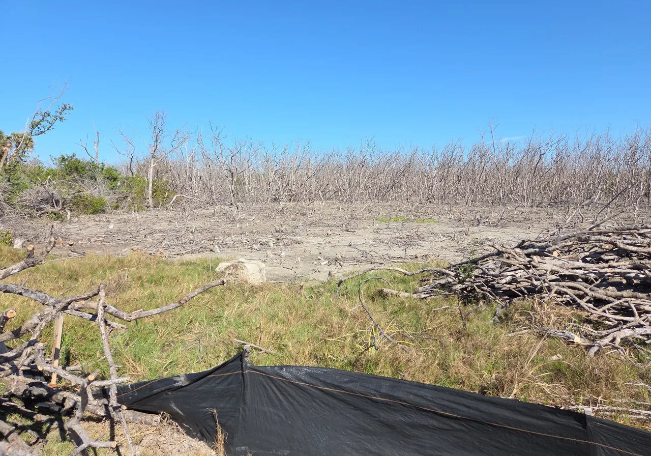 Recently cleared lot with cut branches staged for cleanup