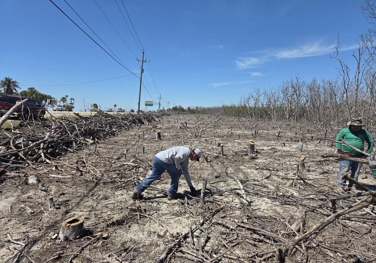 Crew clearing storm-damaged brush from a Southwest Florida property