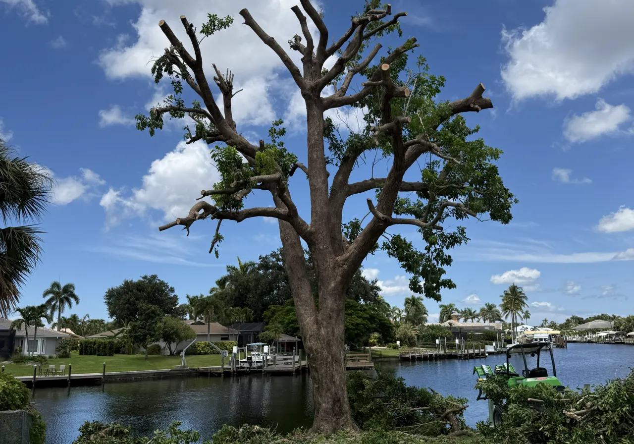 Tree Trimming & Pruning in Southwest Florida by Davie Tree Service