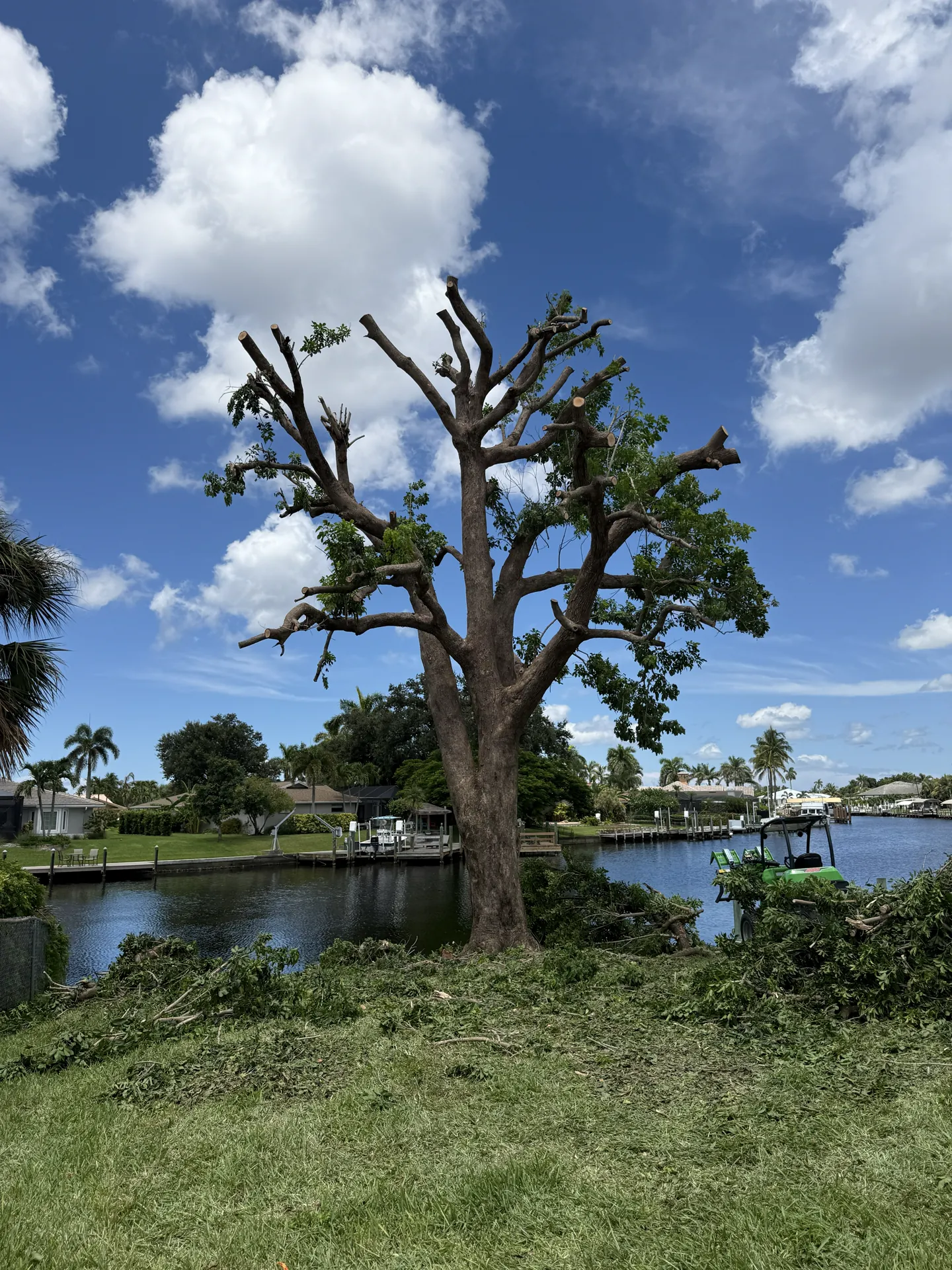 Tree Trimming & Pruning in Southwest Florida