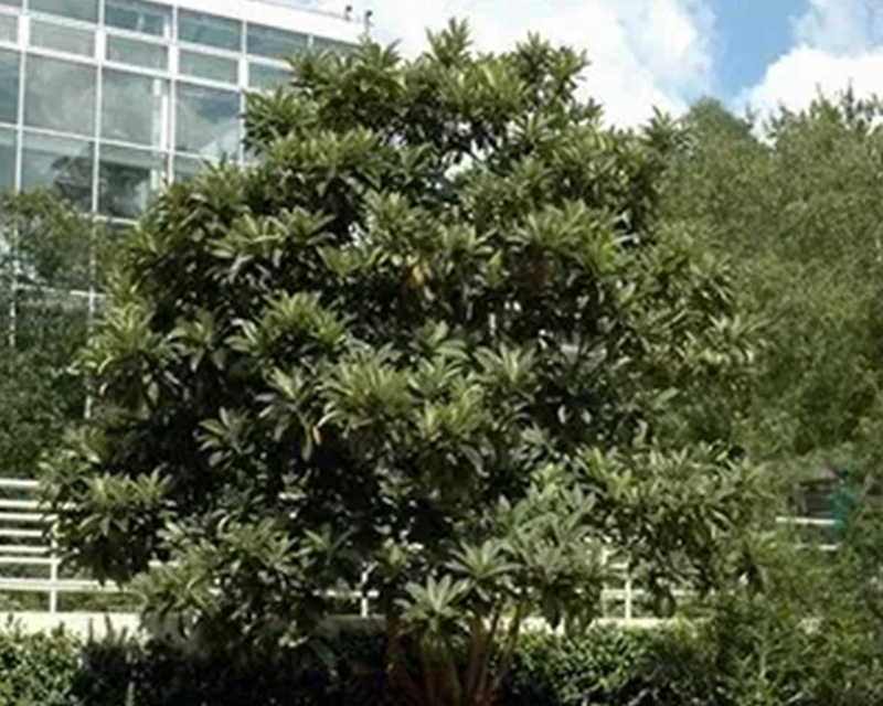 Expert Tree Identification Services in Cape Coral