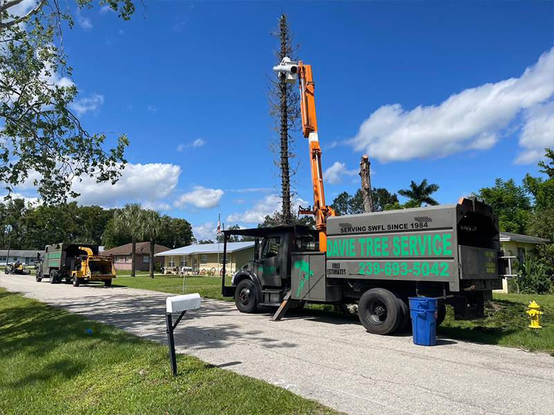 Preparing to cut down an enormous dead pine tree in Fort Myers