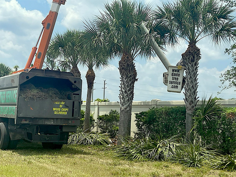 Pruning Trees in Fort Myers - Davie Tree Service
