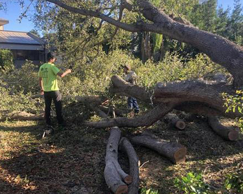 Storm Damage Tree Cleanup in SW Florida