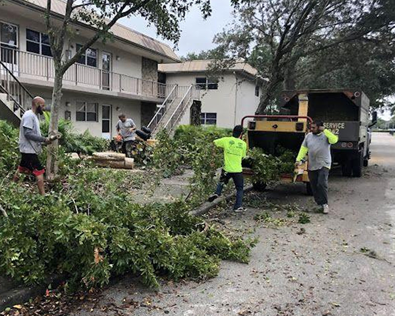Tree Hauling and Clean Up Services in Fort Myers and Cape Coral